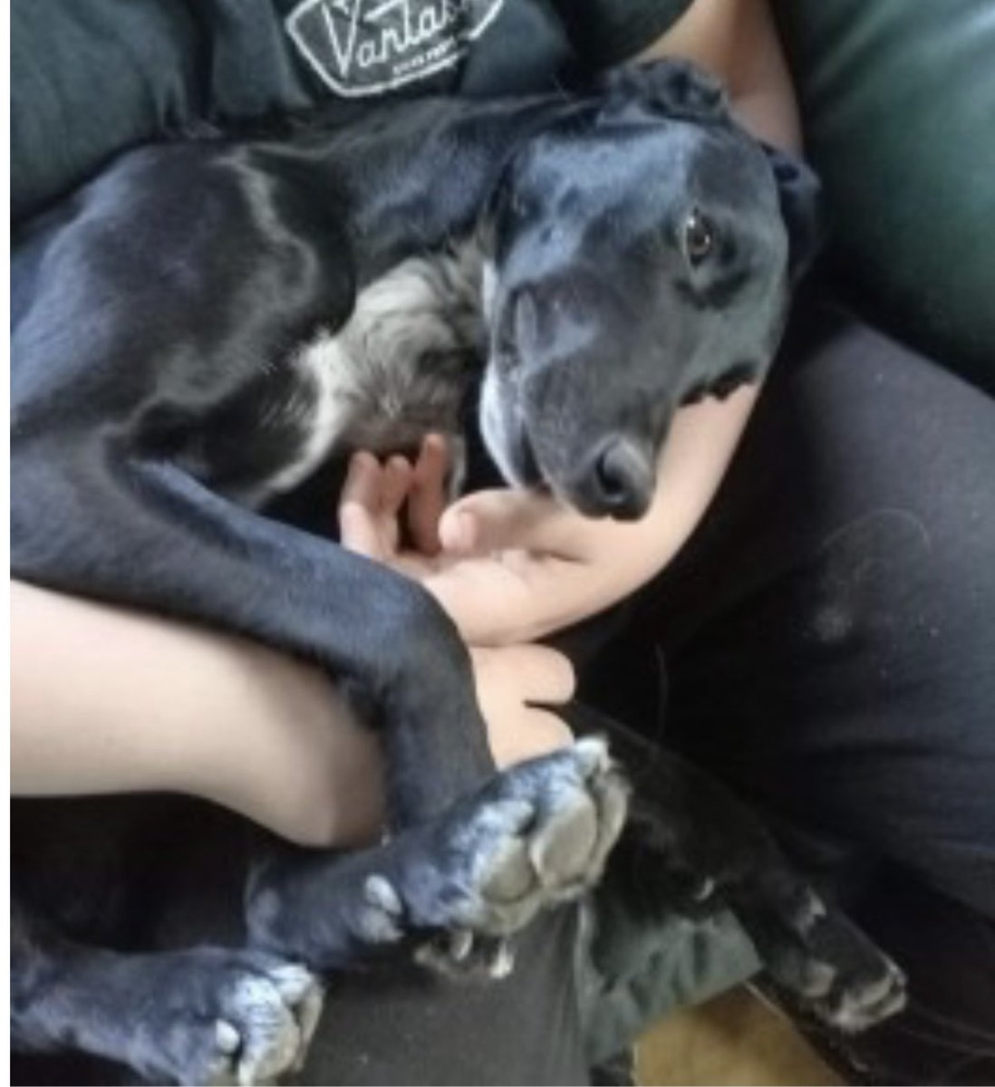 rosieDoc2's tweet photo. #SpanielHour
MARS - just look at the tail β€οΈ https://t.co/kDcikAJBLK
Went missing 2pm 18/8/24
Alresford Road, #Winchester #SO21
Lost with THOR a #Terrier x https://t.co/BKW9mG0tp2
HOW DO 2 DOGS JUST VANISH?
@WinchesterCfr @WinchesterLifes @RachaelB100 @BitofDecorum https://t.co/scJuswcgct