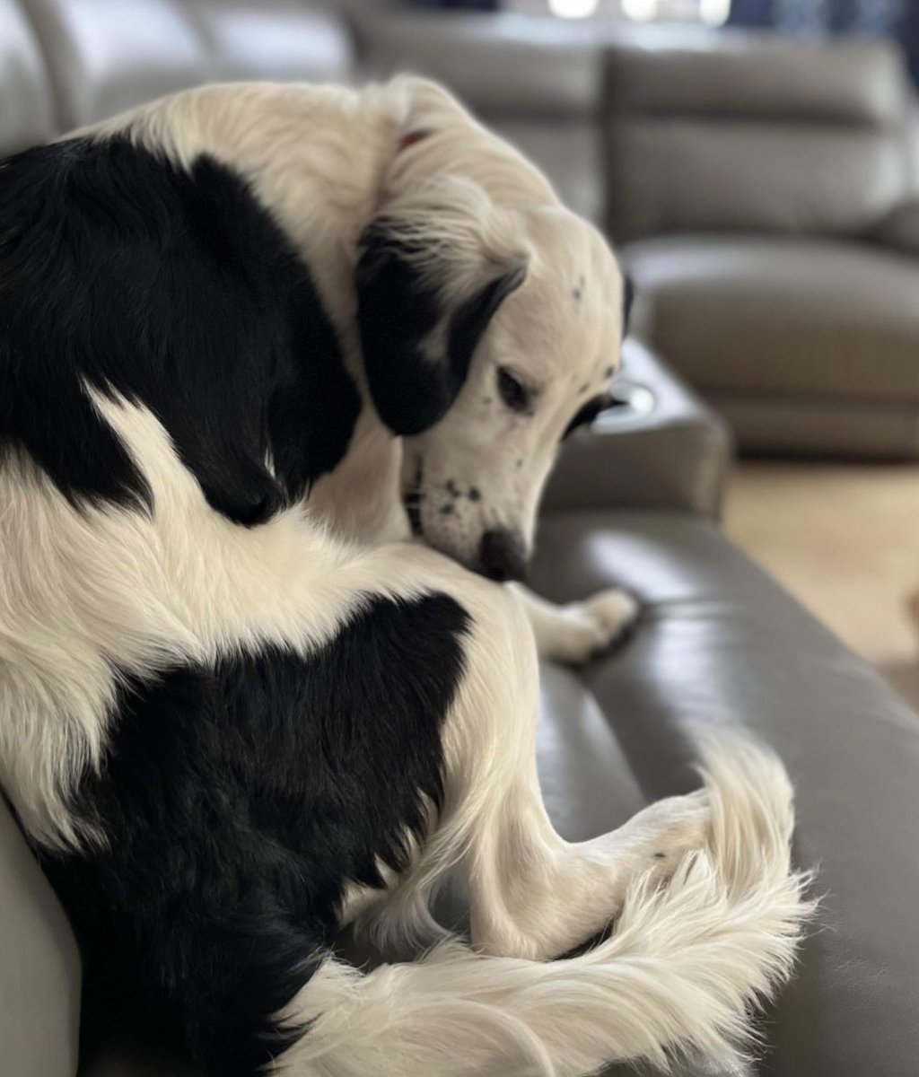 rosieDoc2's tweet photo. #SpanielHour
MARS - just look at the tail β€οΈ https://t.co/kDcikAJBLK
Went missing 2pm 18/8/24
Alresford Road, #Winchester #SO21
Lost with THOR a #Terrier x https://t.co/BKW9mG0tp2
HOW DO 2 DOGS JUST VANISH?
@WinchesterCfr @WinchesterLifes @RachaelB100 @BitofDecorum https://t.co/scJuswcgct