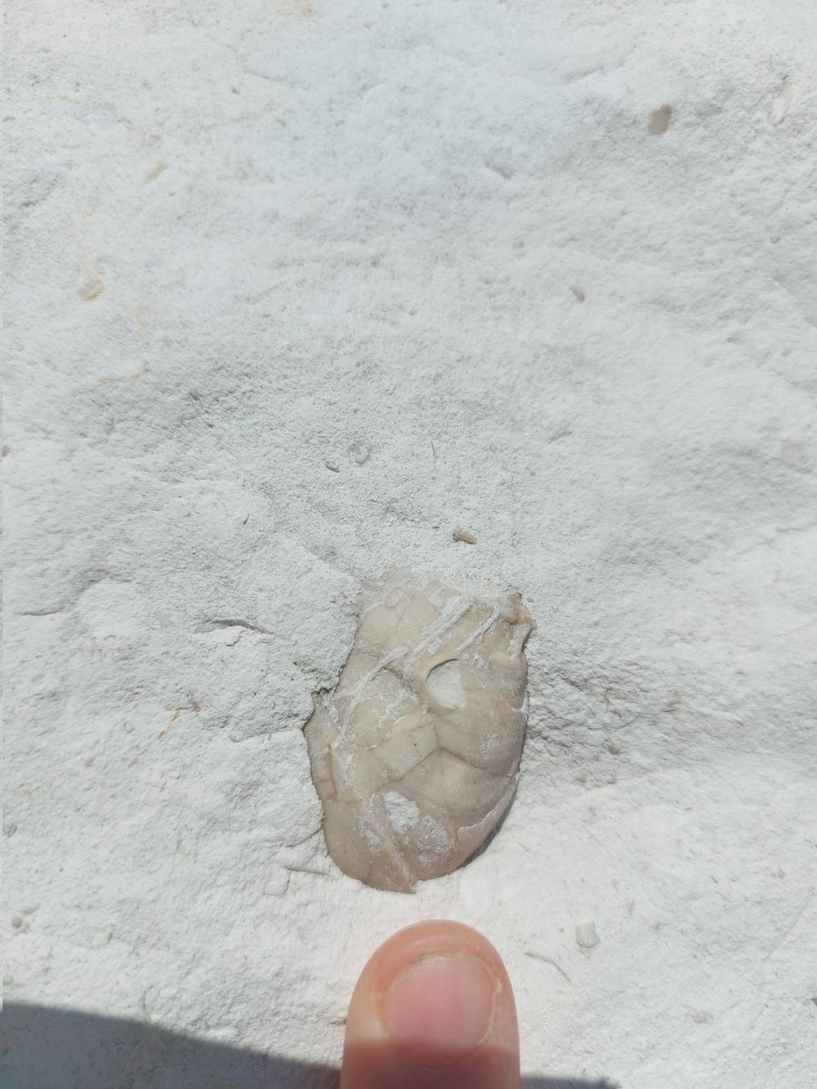 ChaSE (Chalk Sea Ecosystems) Project tweet media