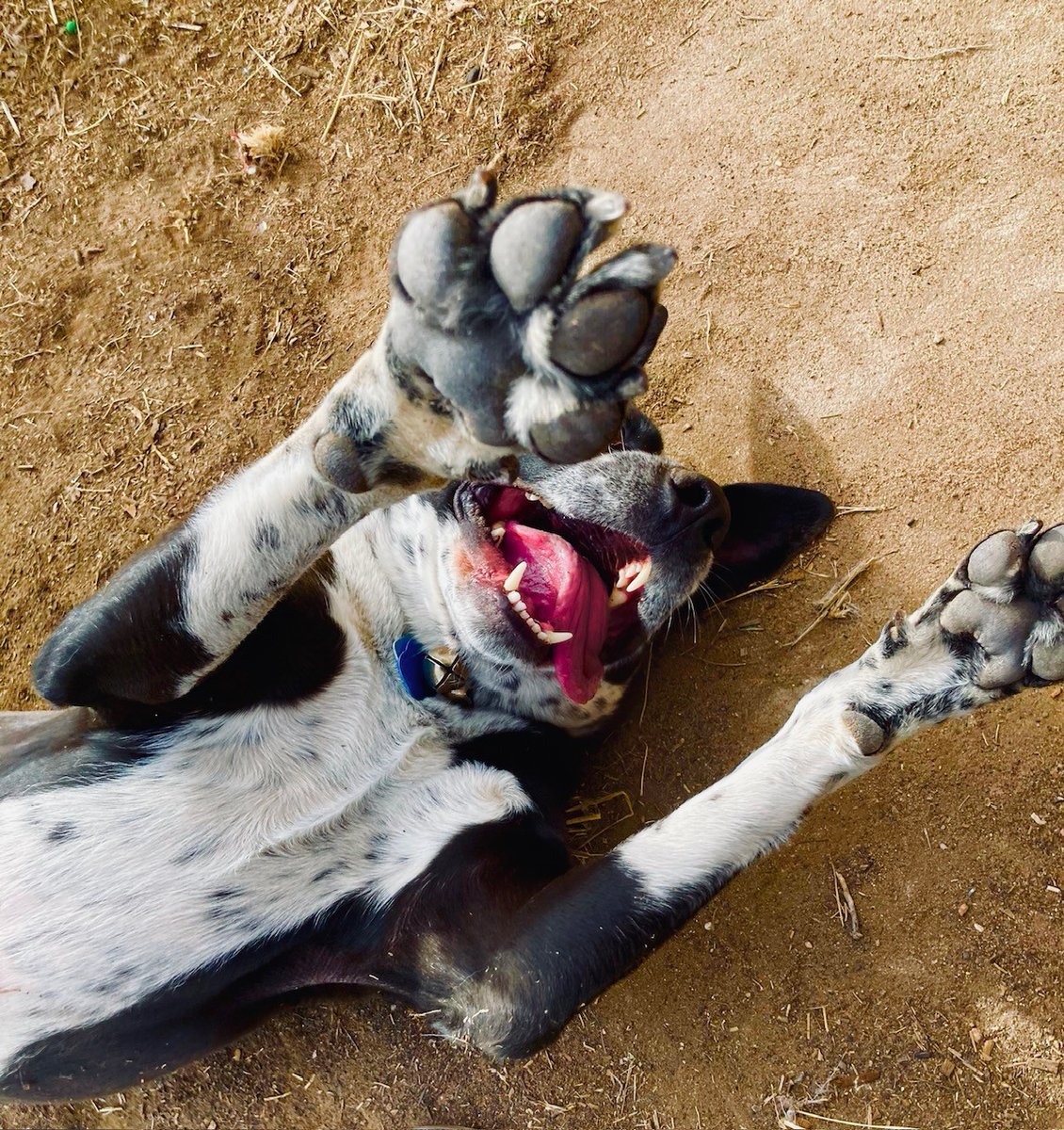 Denver Animal Shelter tweet media