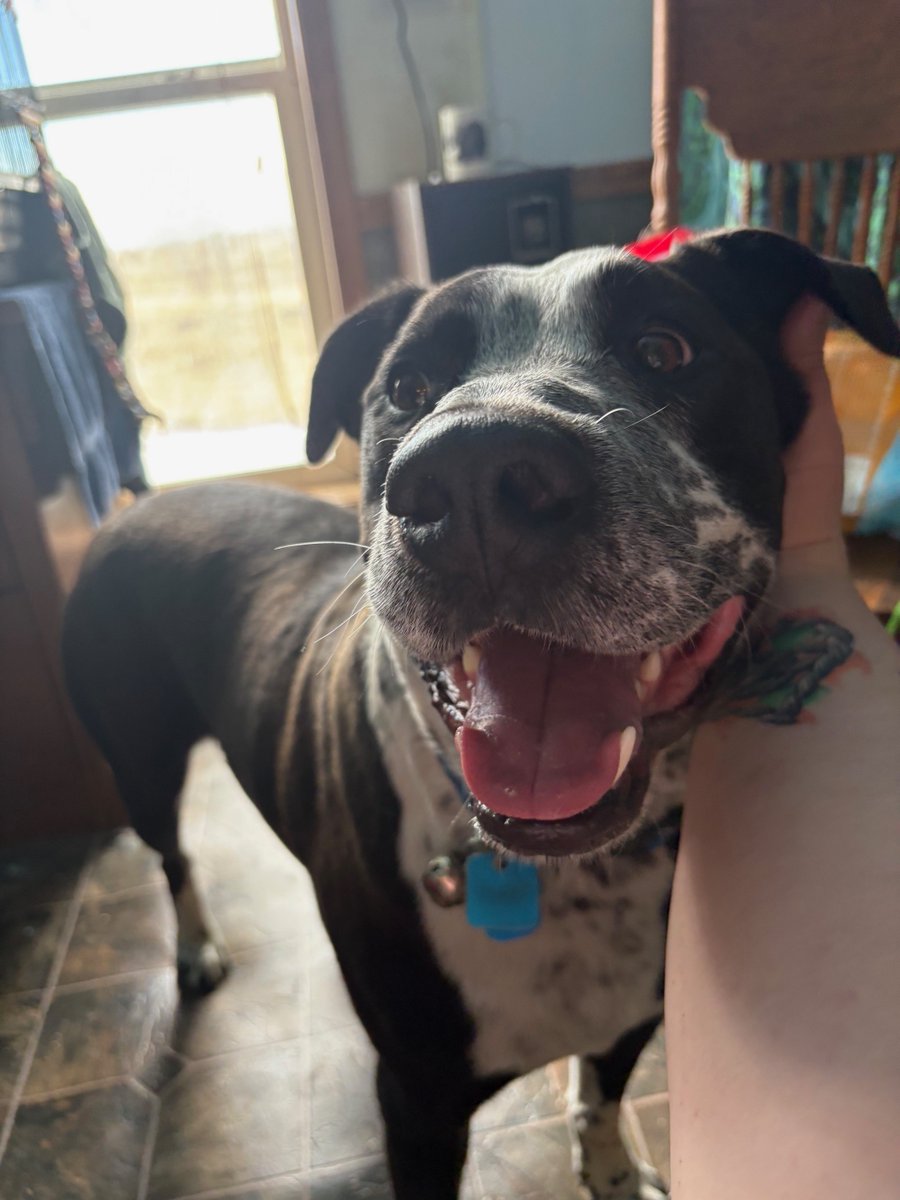 Denver Animal Shelter tweet media