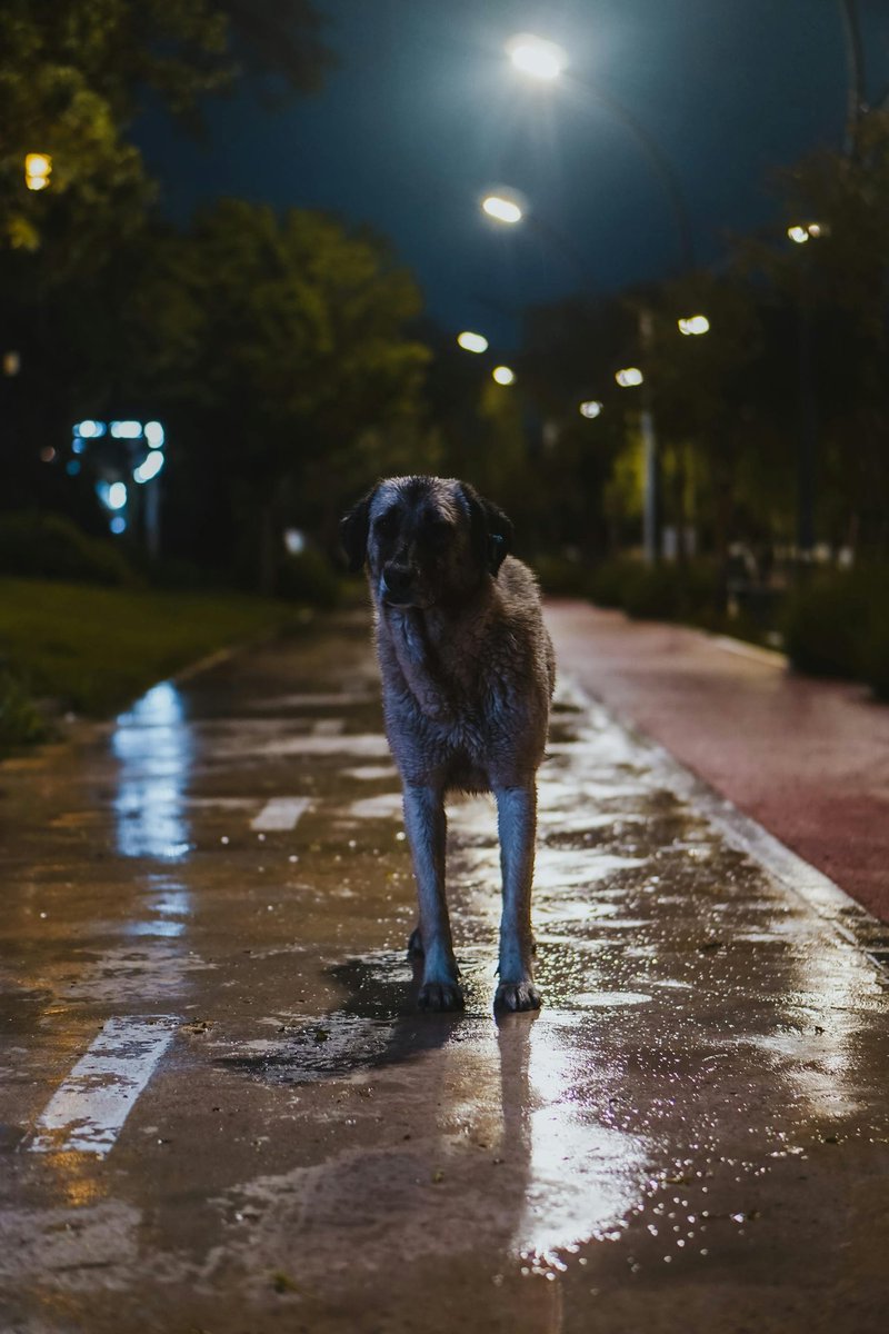 yourpoochprod's tweet photo. 🐾 Keep your dog safe &amp; seen after dark with reflective collars &amp; light-up gear! Visibility saves lives. 🌙✨
👉 Shop now: https://t.co/SzYQsaf6tA
🛍️ 20% off w/ code BLKFRI1 + free shipping on most items! 🎉
#DogSafety 🐾 #LightUpCollar 💡 #ReflectiveGear ✨ #YourPoochProducts https://t.co/rmSRXqPGeR