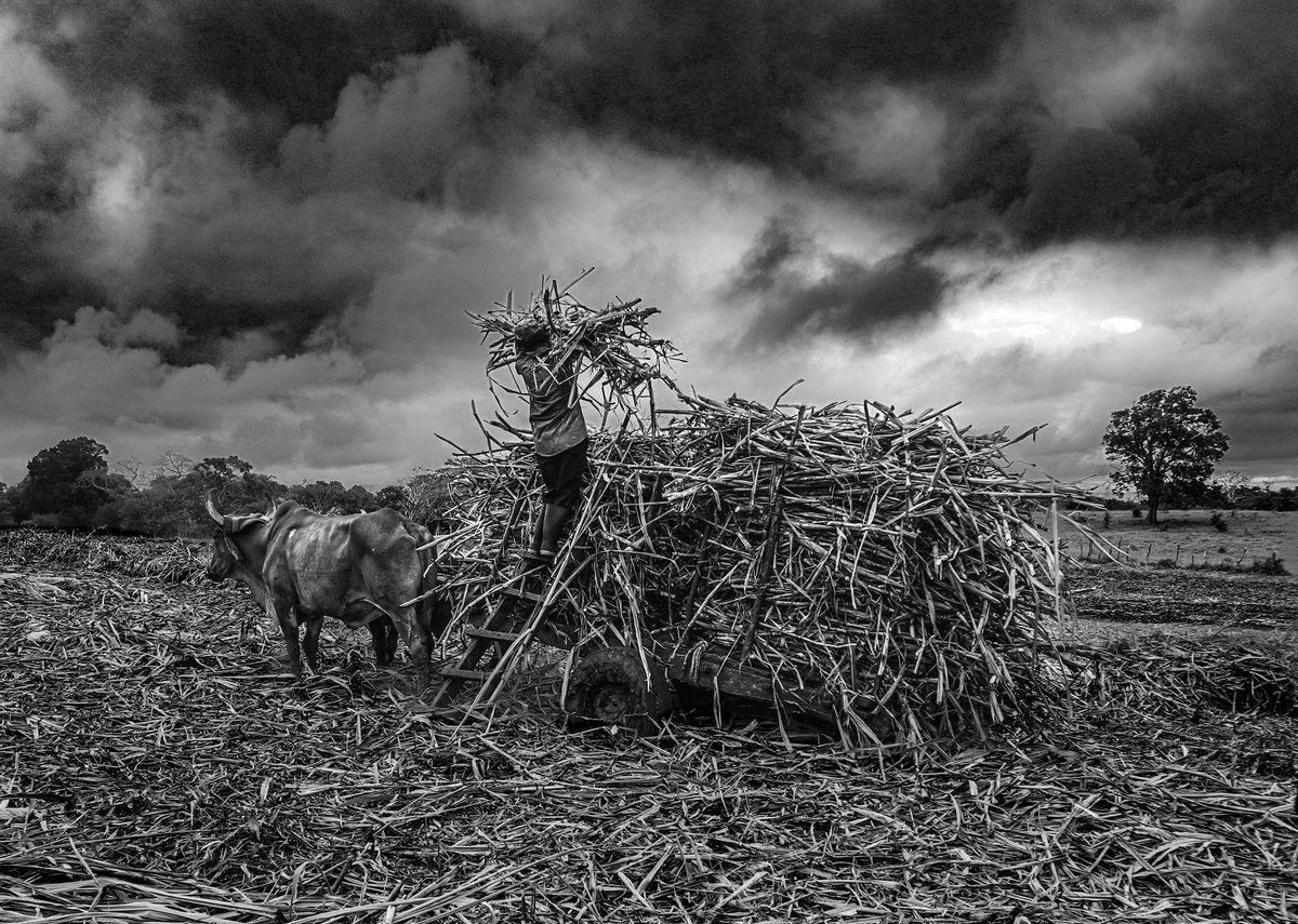 gx110's tweet photo. Hard work and humble strength. A Nicaraguan farmer loads sugarcane by hand while his ox waits. A moment of quiet power in the middle of a stormy sky.
#BlackAndWhitePhotography #RuralLife #Nicaragua #DocumentaryPhotography #SugarCane #HardWork #EverydayPeople #HumanStrength https://t.co/bibhrmVzwv