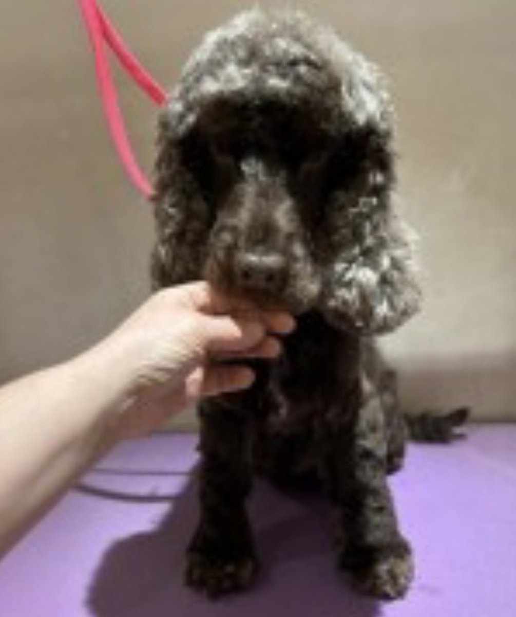 rosieDoc2's tweet photo. #SpanielHour 

HAS ANY1 IN YOUR NEIGHBOURHOOD GOT A DOG THAT COULD BE JOCELYN PLS?
Missing since 7/8/24 from #Fawkham #Longfield #KENT #DA3 

Pls 👀 for this little #Cockapoo TY 

https://t.co/qh4ojOIxVK

@fawkhambee @Long_Field_Live @BitofDecorum @TeaboyTeddy @LindaK89229939 https://t.co/OBdlW4SA0L