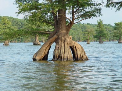 Lisa Shea Artist tweet media