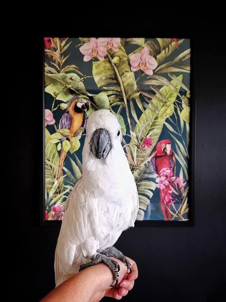 Can you offer Barney a new home ? 

birdline.co.uk/bird/barney/