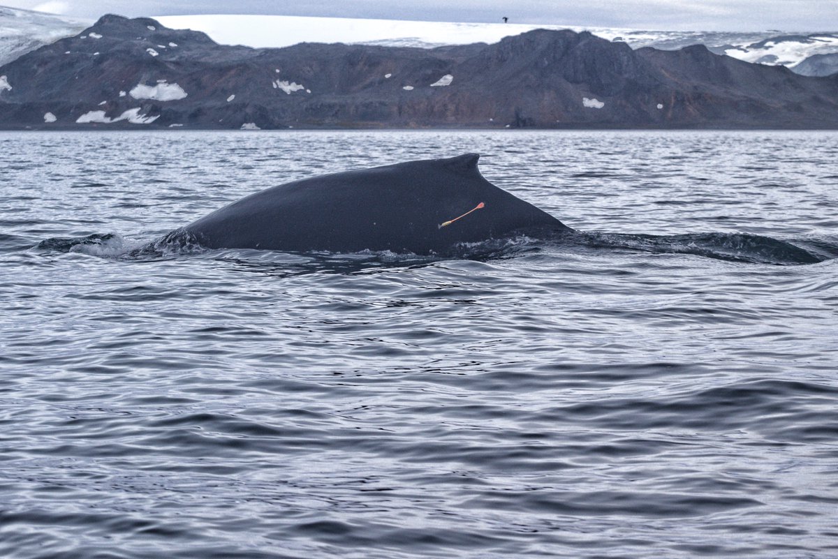 inach_gob's tweet photo. 🇦🇶🇨🇱🐋❄️🌊 Investigan la presencia de mercurio en ballenas antárticas y su impacto en los ecosistemas polares  https://t.co/eIm5UjzwdR
 @GustavoChiang https://t.co/Pl6TAX28qM