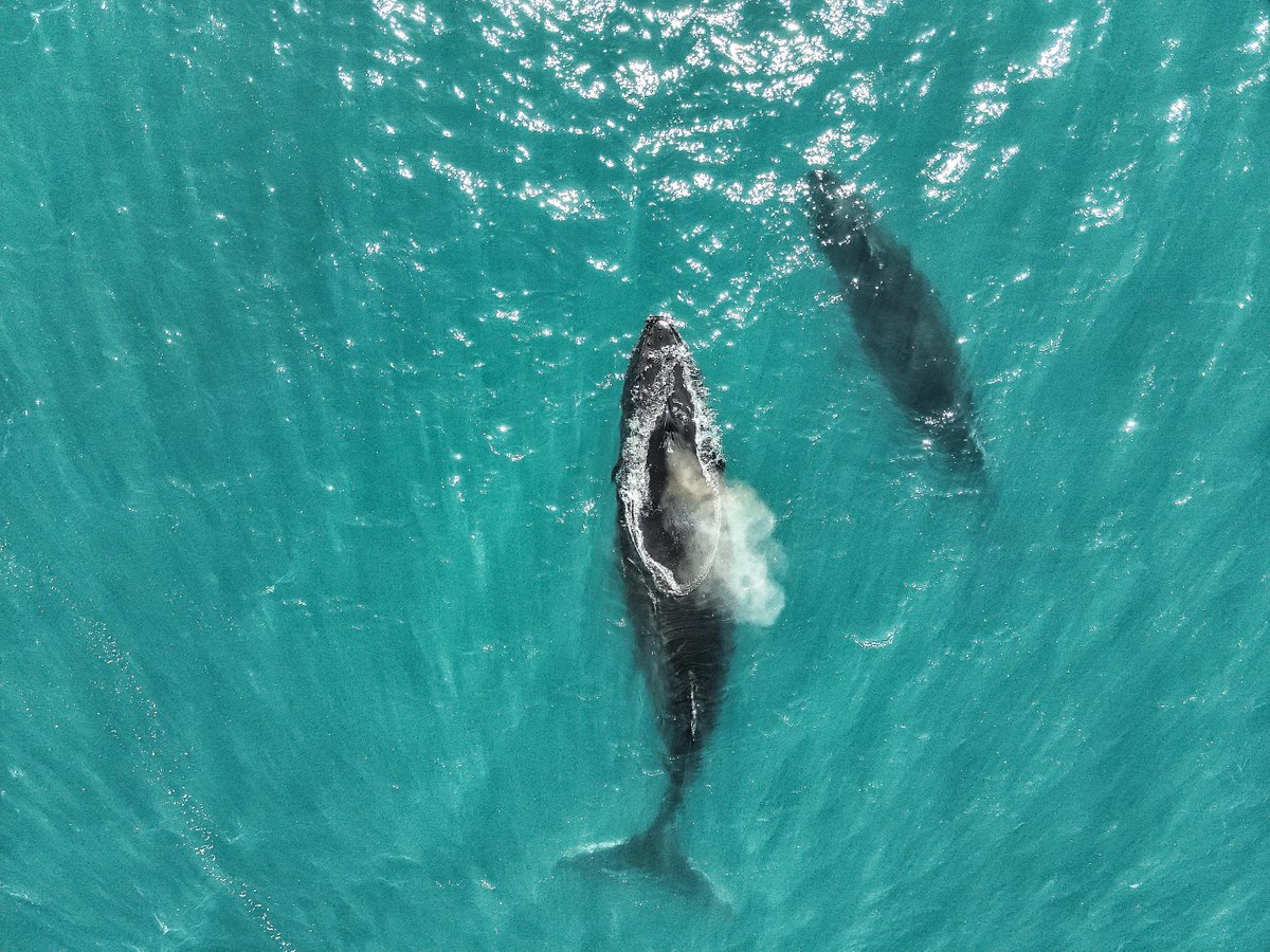 inach_gob's tweet photo. 🇦🇶🇨🇱🐋❄️🌊 Investigan la presencia de mercurio en ballenas antárticas y su impacto en los ecosistemas polares  https://t.co/eIm5UjzwdR
 @GustavoChiang https://t.co/Pl6TAX28qM