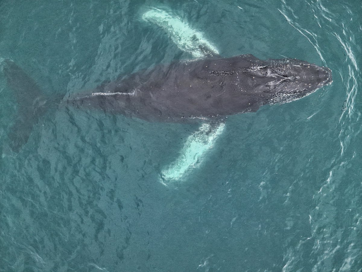 inach_gob's tweet photo. 🇦🇶🇨🇱🐋❄️🌊 Investigan la presencia de mercurio en ballenas antárticas y su impacto en los ecosistemas polares  https://t.co/eIm5UjzwdR
 @GustavoChiang https://t.co/Pl6TAX28qM