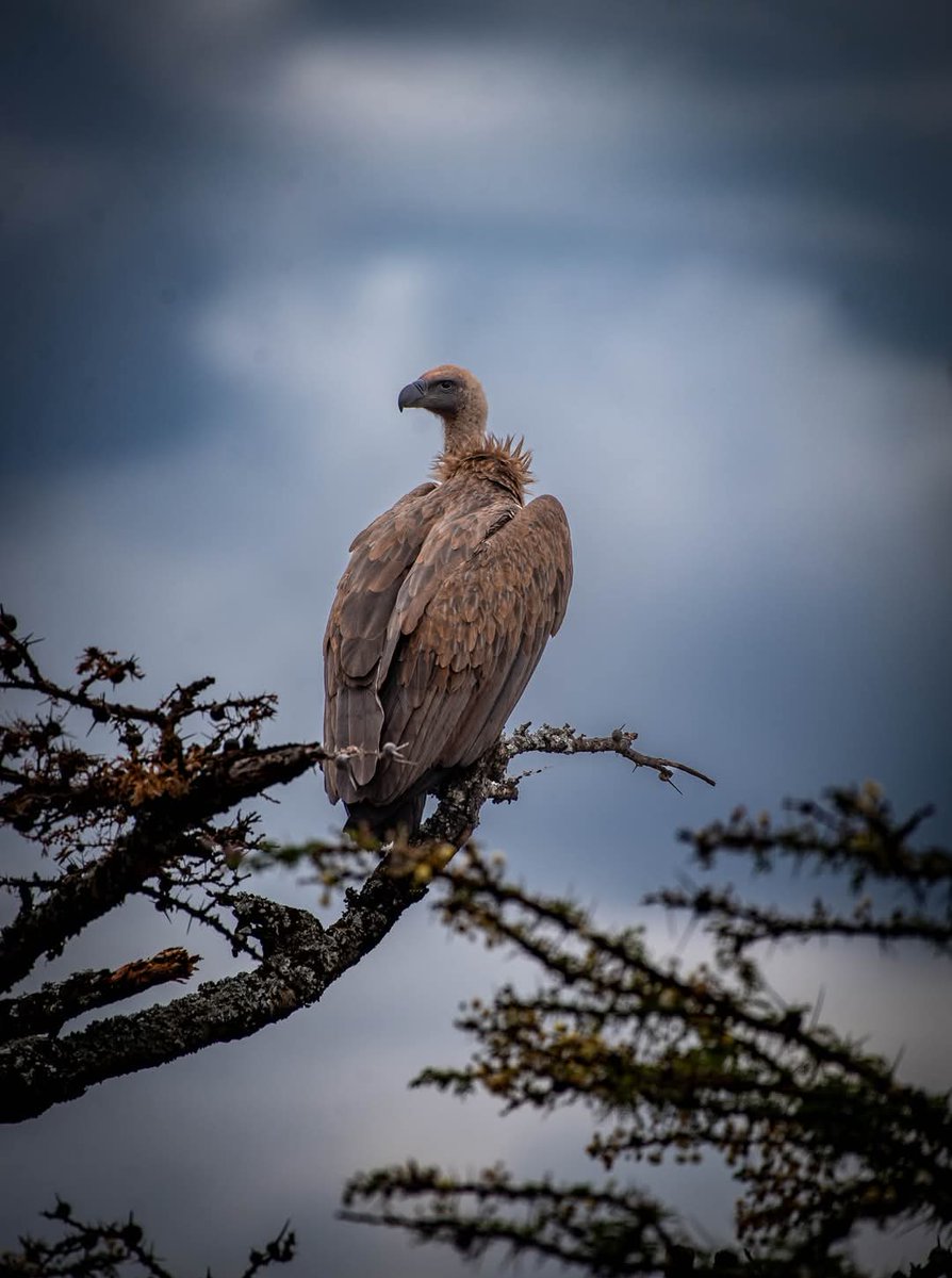 Vultures are often misunderstood, but they’re nature’s unsung heroes. These incredible birds play a vital role in keeping our ecosystems healthy by safely disposing of carcasses, preventing the spread of disease to wildlife, livestock, and even humans. 
 #OlPejeta #NatureLove