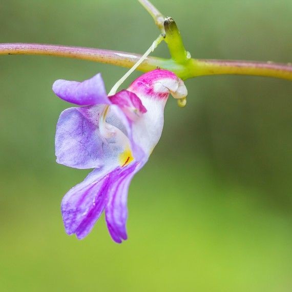 Naturepathway's tweet photo. "Hanging beauty in shades of purple and white – nature's delicate artistry 🌸💜 #FloralElegance #NaturalCharm #BloomGrace"

This lovely flower, with its vibrant mix of purple, white, and pink tones highlighted by a soft yellow center, exudes delicate charm as it gracefully dangles from its stem. 🌿✨