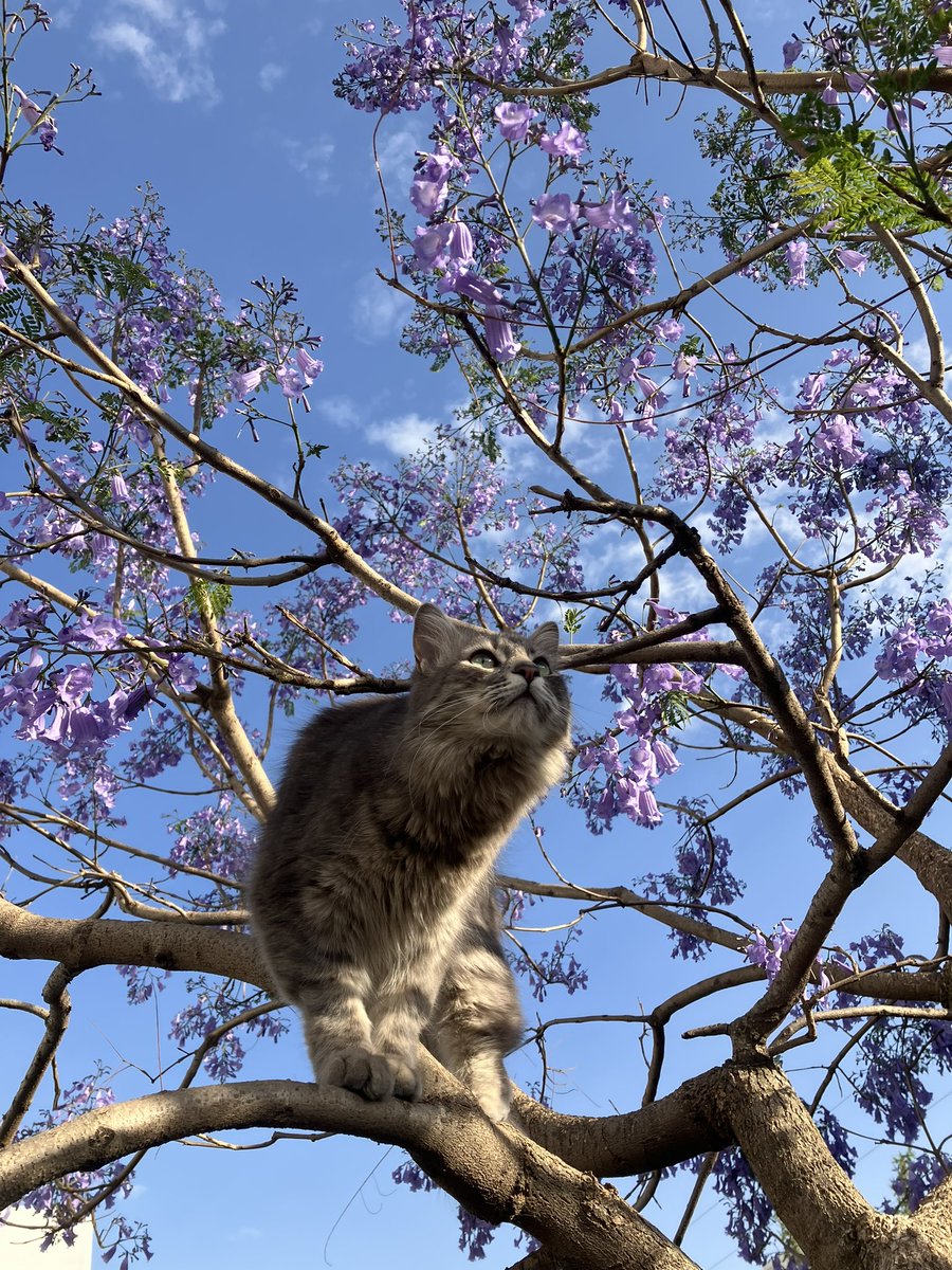 Jitanjáfora Cacto tweet media