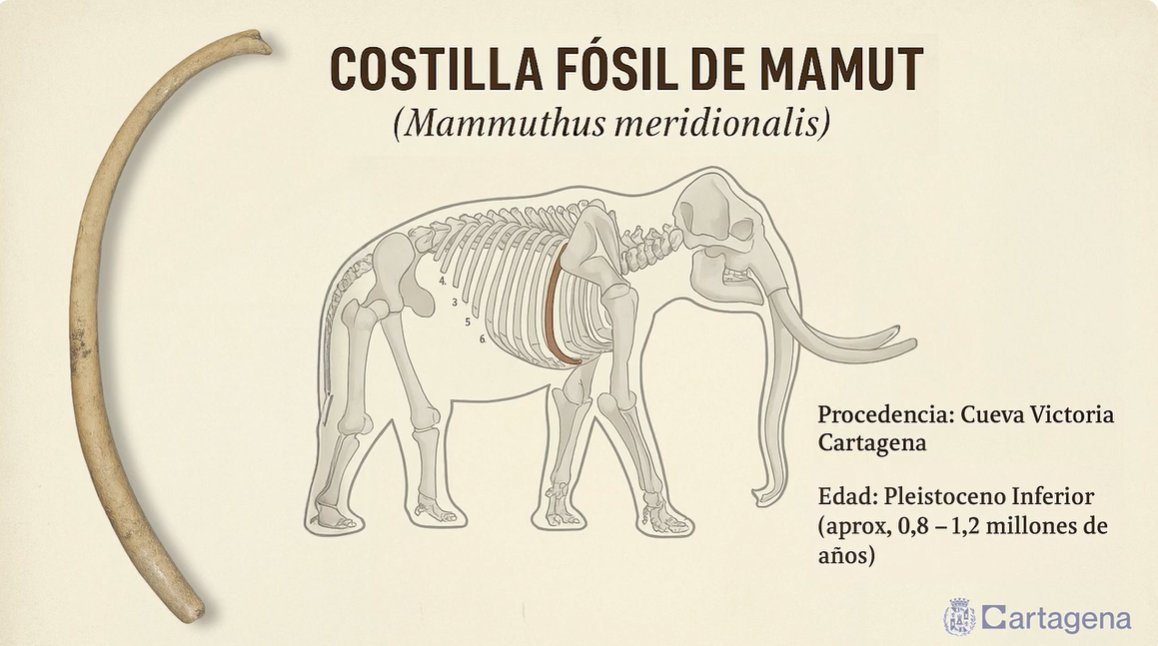 Mariloliana's tweet image. Cartagena no deja de sorprender, se ha expuesto en el museo arqueológico una costilla de un mamut de hace alrededor de 1 millón de años...
El vídeo es muy breve y chulo.
Recreación audiovisual sobre la costilla de mamut expuesta en el Museo Arqueológico de Cartagena👇🏻…