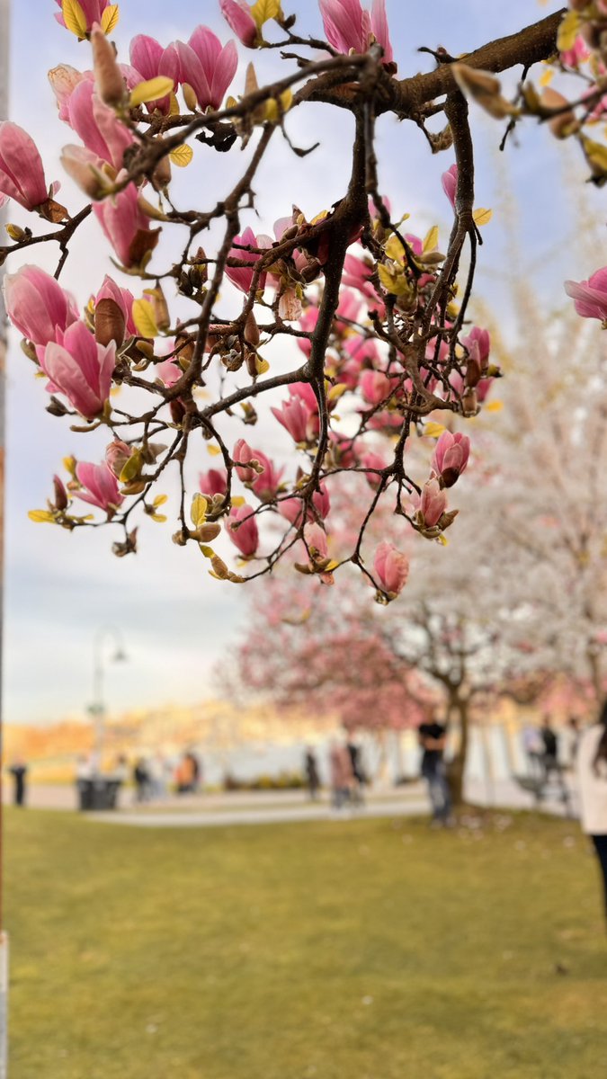 Hopefully these pretty cherry blossom photos taken this week in Vancouver will brighten this dismal feed for a few seconds 🌸 Enjoy!