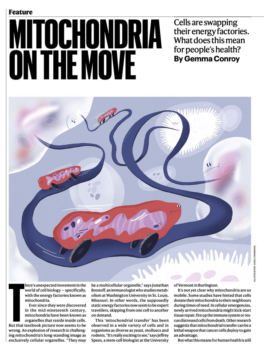 Martin Picard (@mitopsychobio) on Twitter photo Different types of mitochondria transit between cells
Featuring work by <a href="/BrestoffLab/">Jon Brestoff</a> and other contributors to this exciting field
nature.com/articles/d4158… Different types of mitochondria transit between cells
Featuring work by <a href="/BrestoffLab/">Jon Brestoff</a> and other contributors to this exciting field
nature.com/articles/d4158…