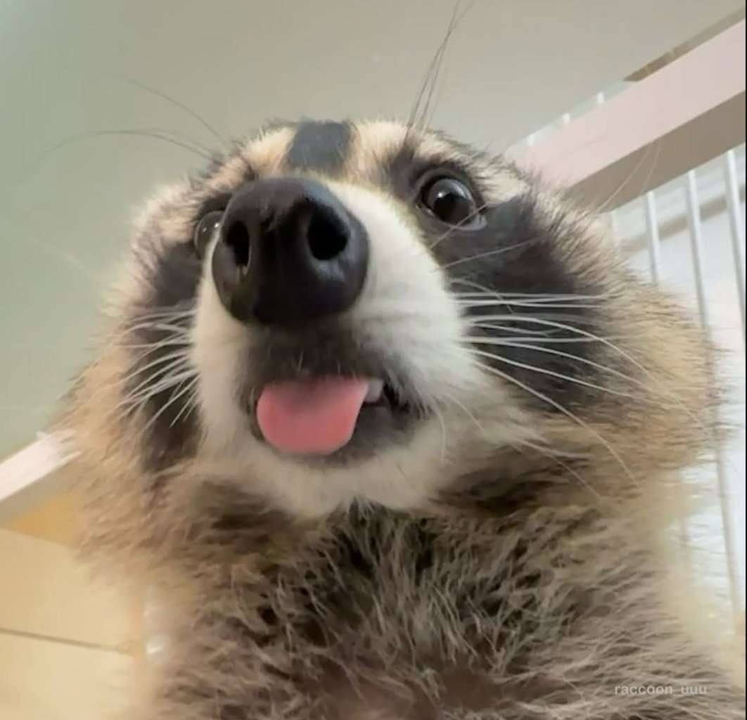 raccstuffs's tweet photo. blehh https://t.co/1AB0rhFjBj