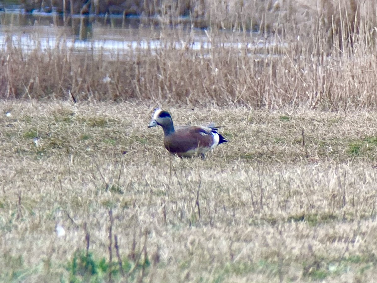 Caught up with the drake American Wigeon here at Alkboro this afternoon, the second record for the flats, also a decent arrival of wagtails with 25 yellow and a couple of white.<a href="/Lincsbirding/">Lincsbirding</a>