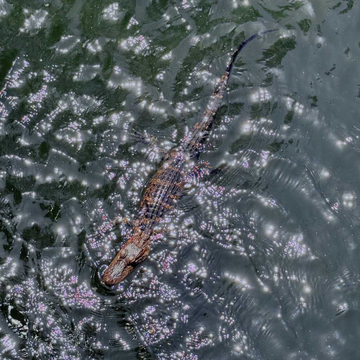 Cynthia De la Garza, MD tweet media