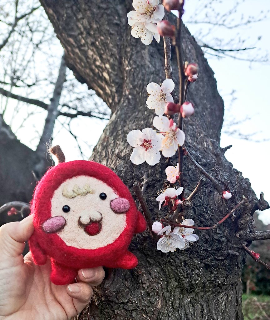 asu_ring0's tweet image. 2年前に『推し』も訪れてくれた地元の公園。
今年の桜まつりは、推し様のお友達🍎を連れて一緒に行って来たよ！
此方の地方はまだ蕾の方が多かったです。
春の匂いは草花が萌える芽生えの香り。
満開の桜も素敵だけれど、もうすぐ咲きそうな桜の蕾も前向きな気持ちになれるから大好き😌

#328組