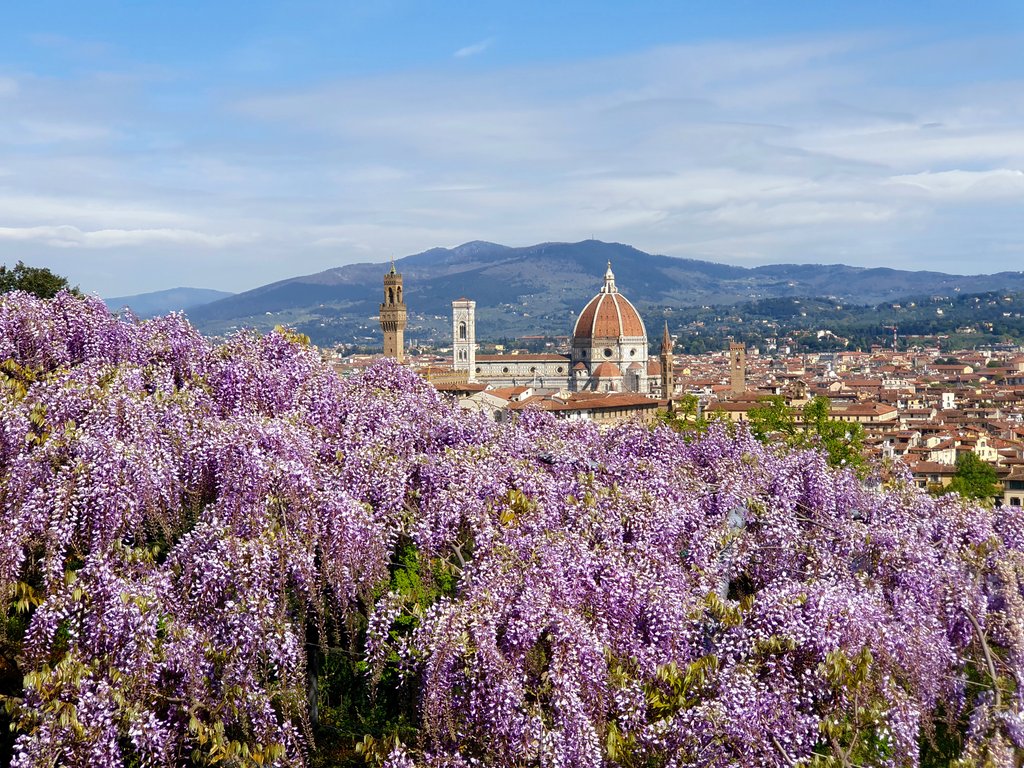 The wisteria of Giardino Bardini today over Firenze