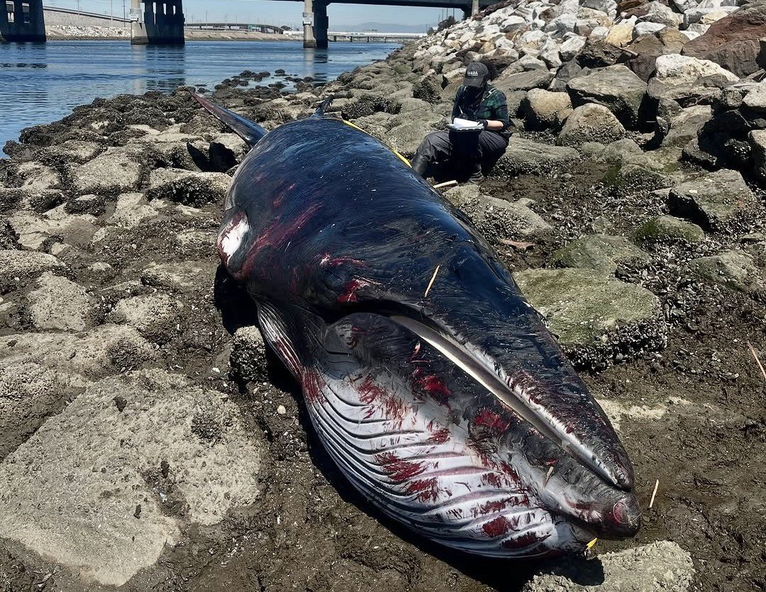 Breaking! Young Minke Whale Found Dead After Spending A Week Trapped In Southern California Harbor 💔🐋

READ MORE: 🌍👉 worldanimalnews.com/2025/04/09/tra…