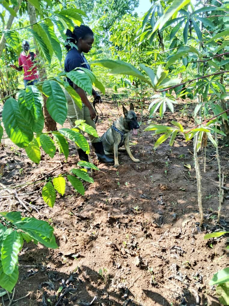 PoliceUg's tweet photo. The police in Busoga East Region, Uganda, have apprehended two suspects, Mugweri Paul and Okoi Joseph, for stealing coffee from Bulenzi Dasan's garden in Bango village, Bugiri district.  

Bulenzi Dasan discovered his coffee had been harvested and stolen from his garden and  reported the incident to the Budhaya police station, who deployed their K9 sniffer dog Monica.

Monica picked up the scent and tracked the suspects for approximately 1km, leading officers to Mugweri Paul's home.

Mugweri Paul was arrested and revealed he sold the coffee to Okoi Joseph. The stolen coffee was recovered from Okoi's home, who admitted to buying it from Mugweri.

The two suspects are currently in detention to assist with further investigations.