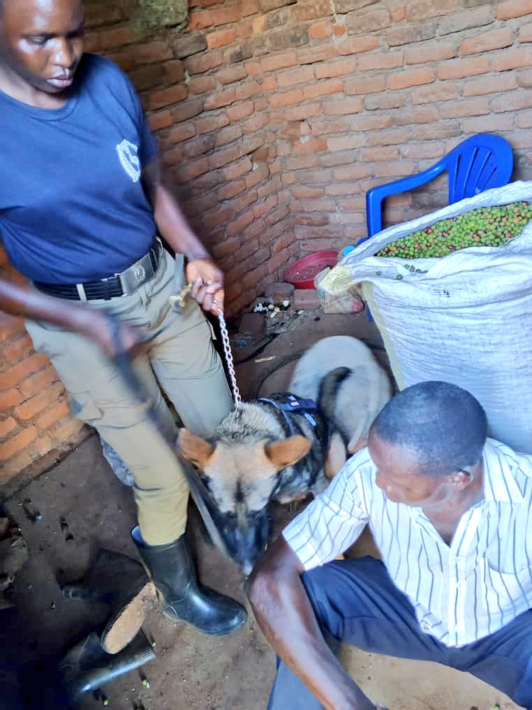 PoliceUg's tweet photo. The police in Busoga East Region, Uganda, have apprehended two suspects, Mugweri Paul and Okoi Joseph, for stealing coffee from Bulenzi Dasan's garden in Bango village, Bugiri district.  

Bulenzi Dasan discovered his coffee had been harvested and stolen from his garden and  reported the incident to the Budhaya police station, who deployed their K9 sniffer dog Monica.

Monica picked up the scent and tracked the suspects for approximately 1km, leading officers to Mugweri Paul's home.

Mugweri Paul was arrested and revealed he sold the coffee to Okoi Joseph. The stolen coffee was recovered from Okoi's home, who admitted to buying it from Mugweri.

The two suspects are currently in detention to assist with further investigations.