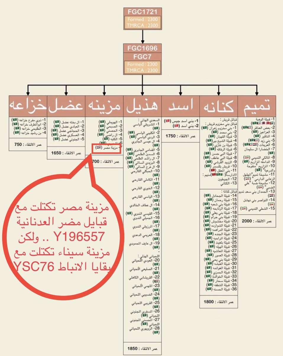 NabataenOfSinai's tweet photo. نعم #مزينة_حرب نتايجهم مع قبيلتهم #حرب_القحطانية علي #Em84 وليس لهم علاقة لهم مع #مزينة_سيناء لانهم علي التحور #YSC76 مع #قبائل_سيناء و الاثنين ما لهم علاقة مع  #مزينة_مصر_المضرية لان نتائجهم علي #Z20775 مع باقي #القبائل_العدنانية . https://t.co/ip8TUrgPMA