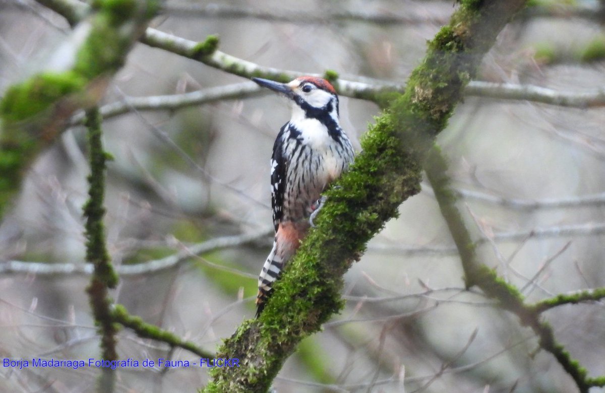 Un gran fin de semana por #Navarra. La bonita tierra de <a href="/DGpajaraguer/">Pajaragüer</a>
