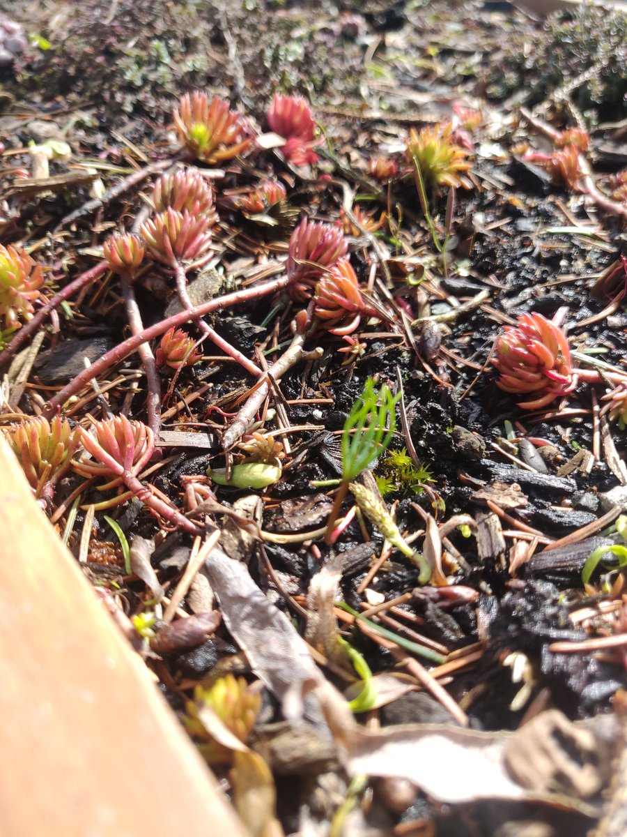 tmr_makes's tweet image. Baba prints