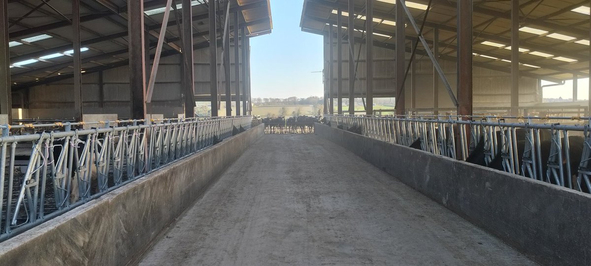 Newest addition to help simplify herd events 👌 just in time for breeding coming up in the next couple of weeks. <a href="/MadeByCondons/">Condon Engineering</a>