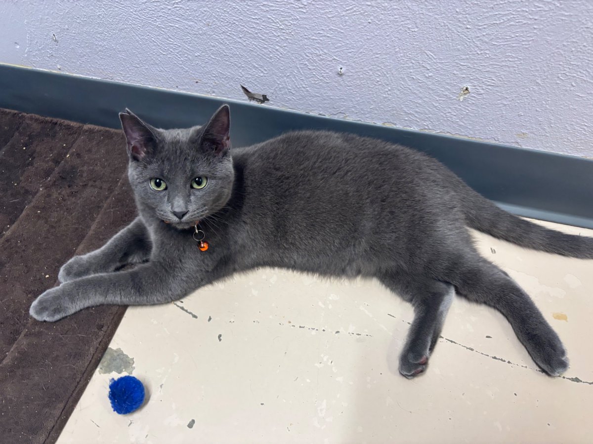 RebeccaBextel's tweet photo. I’d like to think my campaign for chair of the Wyoming GOP is helping local economies &improving the lives of shelter pets! I arrived in Sheridan on Monday, and am return today with a new cat, extra goldfish, three aquarium snails, an antique cast iron pan, a pretty picture & several other exciting finds! ￼  🇺🇸🦅❤️ 🐈 🐠 🐌