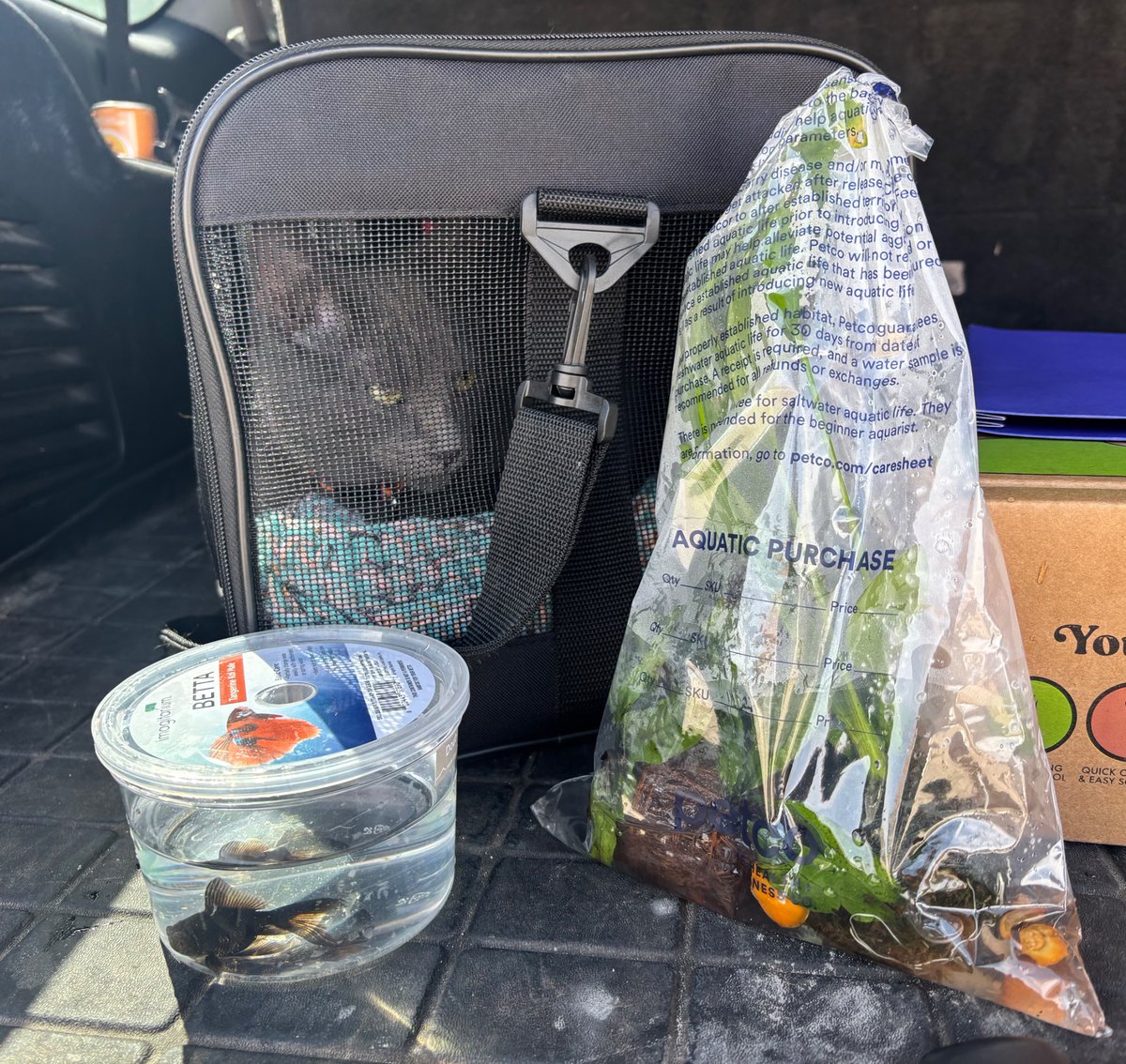 RebeccaBextel's tweet photo. I’d like to think my campaign for chair of the Wyoming GOP is helping local economies &improving the lives of shelter pets! I arrived in Sheridan on Monday, and am return today with a new cat, extra goldfish, three aquarium snails, an antique cast iron pan, a pretty picture & several other exciting finds! ￼  🇺🇸🦅❤️ 🐈 🐠 🐌