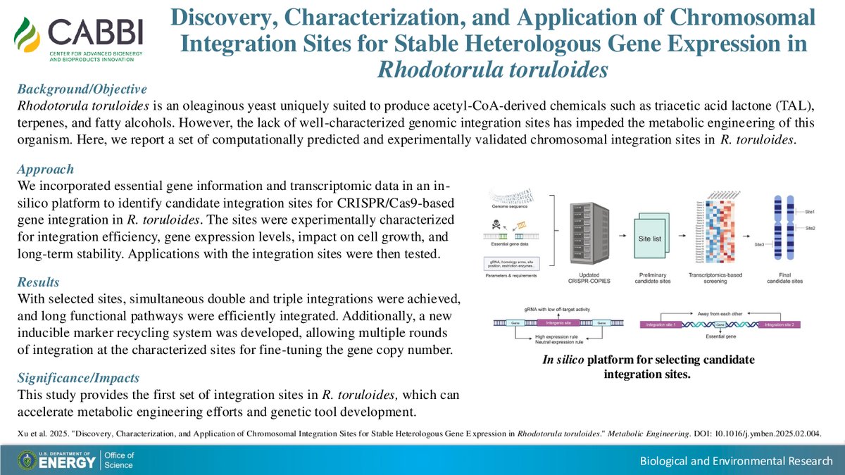 CABBI (@cabbibio) on Twitter photo A CABBI study at <a href="/UofIllinois/">University of Illinois</a> provides the first set of genomic integration sites in the oleaginous yeast R. toruloides, which is uniquely suited to produce fatty alcohols & other chemicals, accelerating metabolic engineering & genetic tool development.
📰 sciencedirect.com/science/articl… A CABBI study at <a href="/UofIllinois/">University of Illinois</a> provides the first set of genomic integration sites in the oleaginous yeast R. toruloides, which is uniquely suited to produce fatty alcohols & other chemicals, accelerating metabolic engineering & genetic tool development.
📰 sciencedirect.com/science/articl…