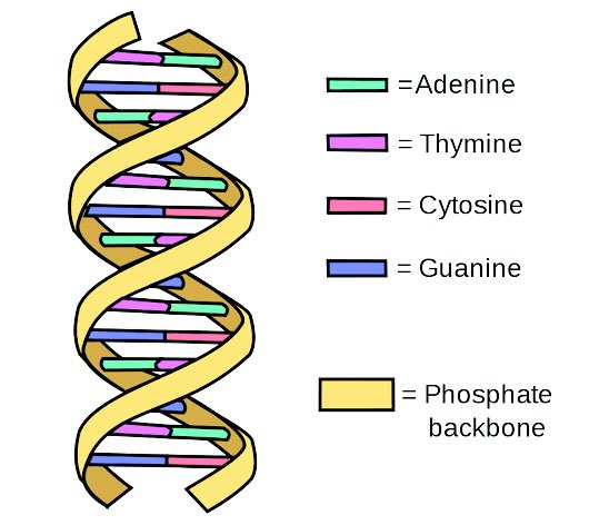 decoding_engg's tweet image. DNA can store petabytes of data in a single gram which is far more than any hard drive.
🚨Just 1 gram of DNA can store 215 petabytes (215 million GB) of data.
Bioengineers are developing molecular storage systems based on DNA’s four-letter code for massive data archiving.…