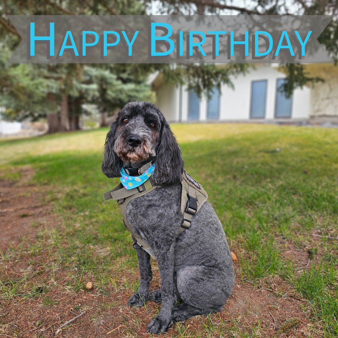 🎉Happy Birthday to our favorite Gus! 💙
His comforting presence and gentle spirit bring joy to everyone who walks through our doors. Gus plays an important role in our clinic’s culture of care and compassion. He loves greeting patients, playing ball &amp; getting all the smiles.