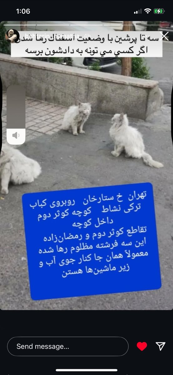 سلام دوستان #سه تا #گربه #پرشین #سفید خیلی زیبا توی شرایط خیلی بدی #رها شدن و #فورا احتیاج به #سرپرست دارن😢😔
اگه شرایط و امکان نگهداری از اینها رو دارین میتونین به این مکان که توی تهران رها شدن فوراً برین و به راحتی براشون دارین و پناهشون بشین و نجاتشون بدین🙏🏻🙏🏻🙏🏻
#فوری 
#پرشین