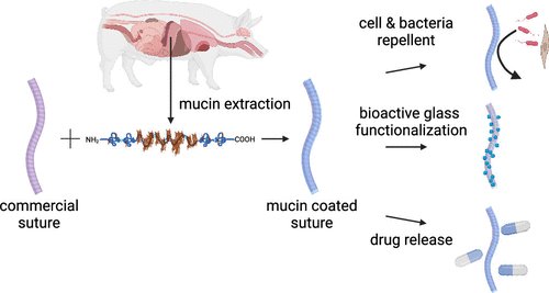 Biomaterials_Erlangen (@boccaccini_lab) on Twitter photo New interesting #OpenAccess paper led by Ufuk Gürer👏with our <a href="/Boccaccini_Lab/">Biomaterials_Erlangen</a> #FAU contribution. Another great collaboration with <a href="/LielegLab/">Lieleg Lab</a> and team <a href="/TU_Muenchen/">TU München</a>➡️Mucin Coatings Lead to Multifunctional Properties on Commercial Sutures <a href="/ACSPublications/">ACS Publications</a> ➡️pubs.acs.org/doi/full/10.10… New interesting #OpenAccess paper led by Ufuk Gürer👏with our <a href="/Boccaccini_Lab/">Biomaterials_Erlangen</a> #FAU contribution. Another great collaboration with <a href="/LielegLab/">Lieleg Lab</a> and team <a href="/TU_Muenchen/">TU München</a>➡️Mucin Coatings Lead to Multifunctional Properties on Commercial Sutures <a href="/ACSPublications/">ACS Publications</a> ➡️pubs.acs.org/doi/full/10.10…