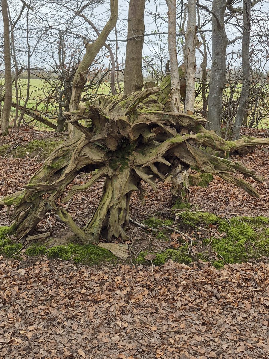 RozMccall's tweet image. Out on a walk enjoying today's wonderful weather and stumbled across the most bizarre bit of tree art 🌳 Not entirely sure if it’s meant to be… but it made me smile nonetheless!😄 #SpringWalks #UnexpectedArt
