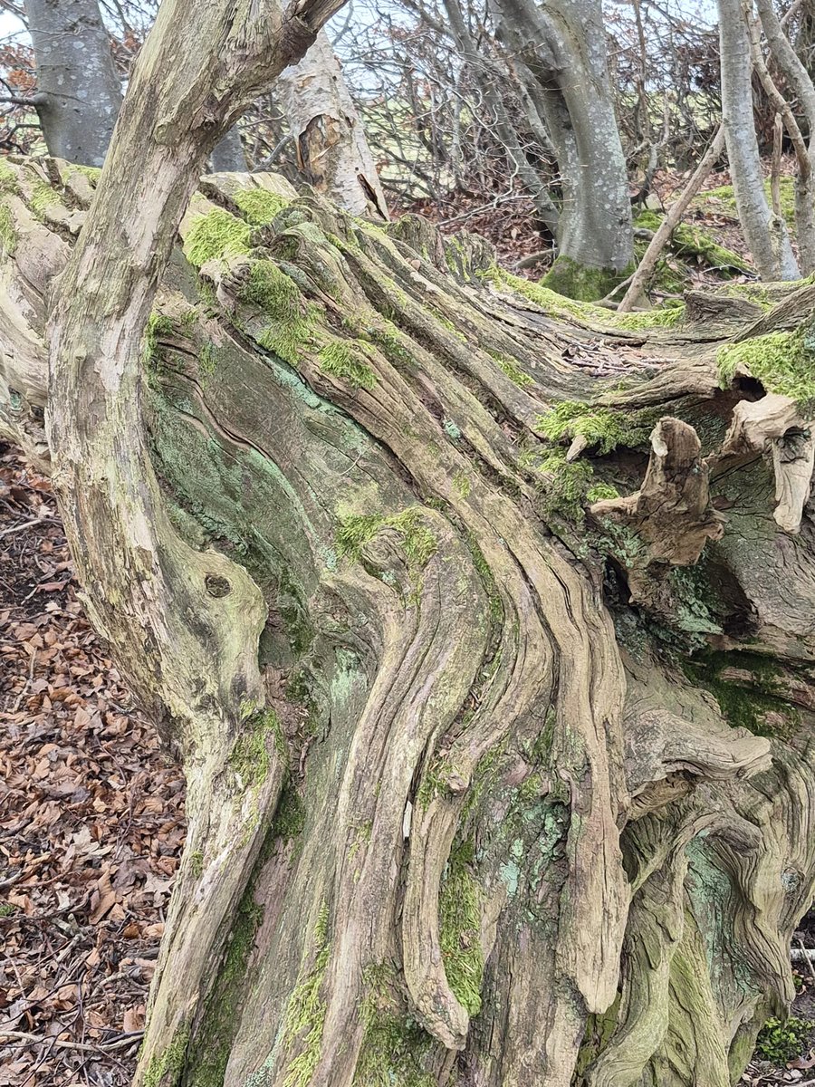 RozMccall's tweet image. Out on a walk enjoying today's wonderful weather and stumbled across the most bizarre bit of tree art 🌳 Not entirely sure if it’s meant to be… but it made me smile nonetheless!😄 #SpringWalks #UnexpectedArt