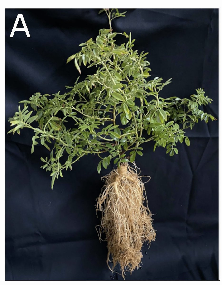 Zachary Harris tweet media