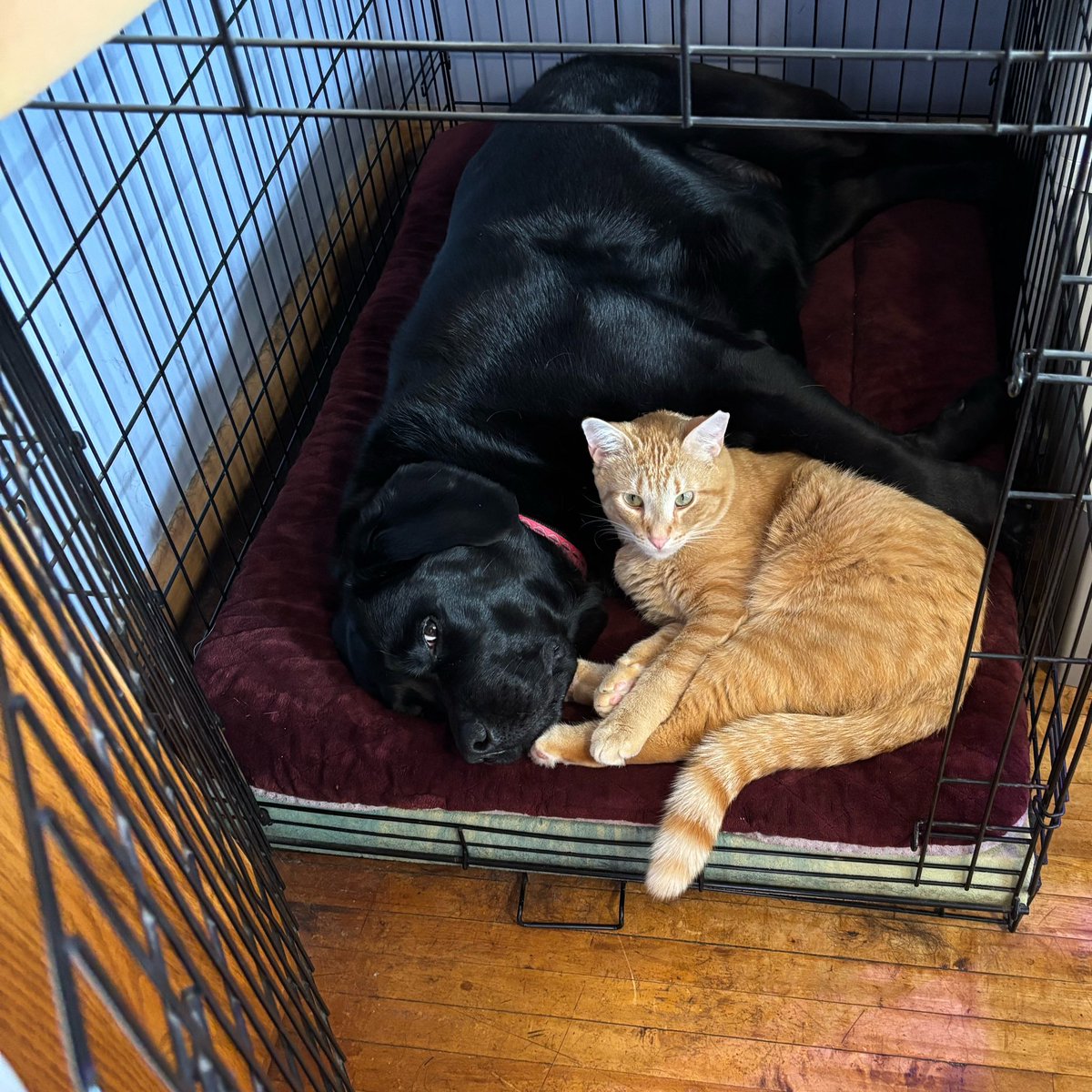 AuthorKatrina's tweet photo. Your middle of the week cuteness overload🥰
And yes, I take plenty of pictures of our animals! Show me your cute animal pics! https://t.co/LM2rrhkuy8