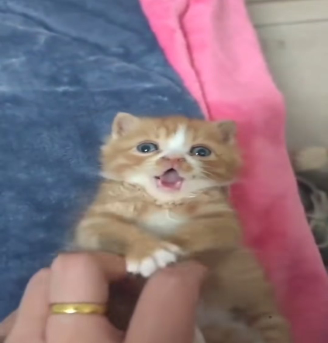 uhmhazy's tweet image. good golly gosh!