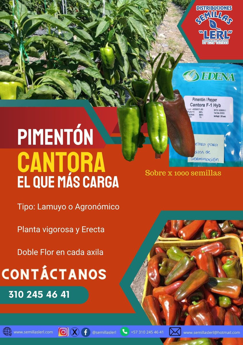 semillaslerl's tweet photo. Pimentón Cantora el que más carga, Contáctanos todo Colombia 🇨🇴🇨🇴 3102454641 3112440164 @semillaslerl #semillas #frutas #pasto #granja #peppers #pimenton #invernaderos  Dale me gusta a la publicación y síguenos en nuestras redes https://t.co/fqCo6ouvO2