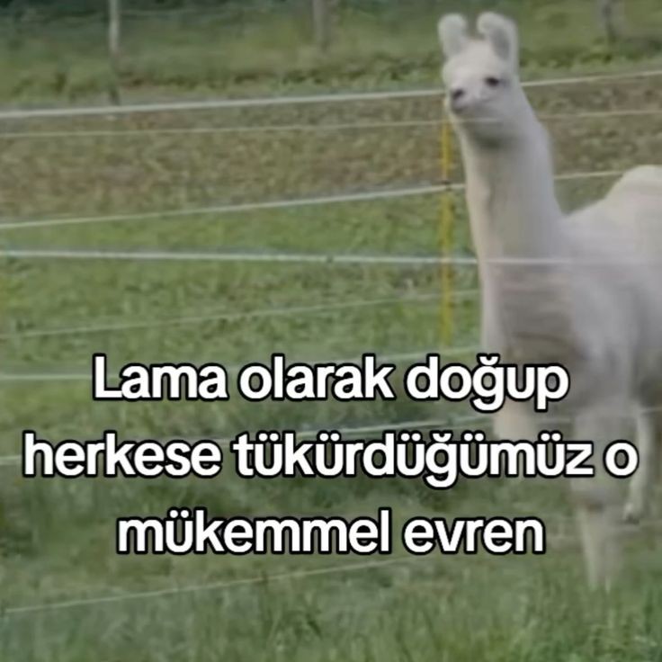 uzakudurunasko's tweet photo. https://t.co/aHMO3KC2Mw