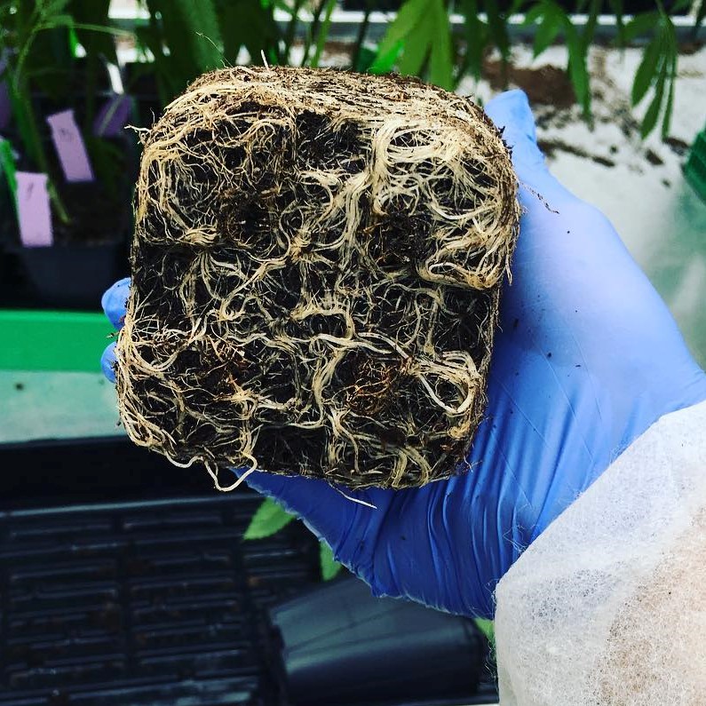Happy #rootpornwednesday everybody!

🌱 Inoculating your clones or seedlings with mycorrhizal fungi at the earliest stage possible will help your plants absorb more nutrients and water!

#clones #seedlings #mycorrhizalfungi #plants #growyourown #soilhealth #DYNOMYCO