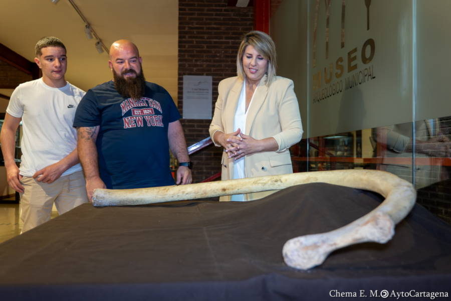 GacetaCartago's tweet image. Una costilla completa de mamut hallada en Cueva Victoria se incorpora al Museo Arqueológico Municipal -
  gacetacartagonova.com/una-costilla-c…