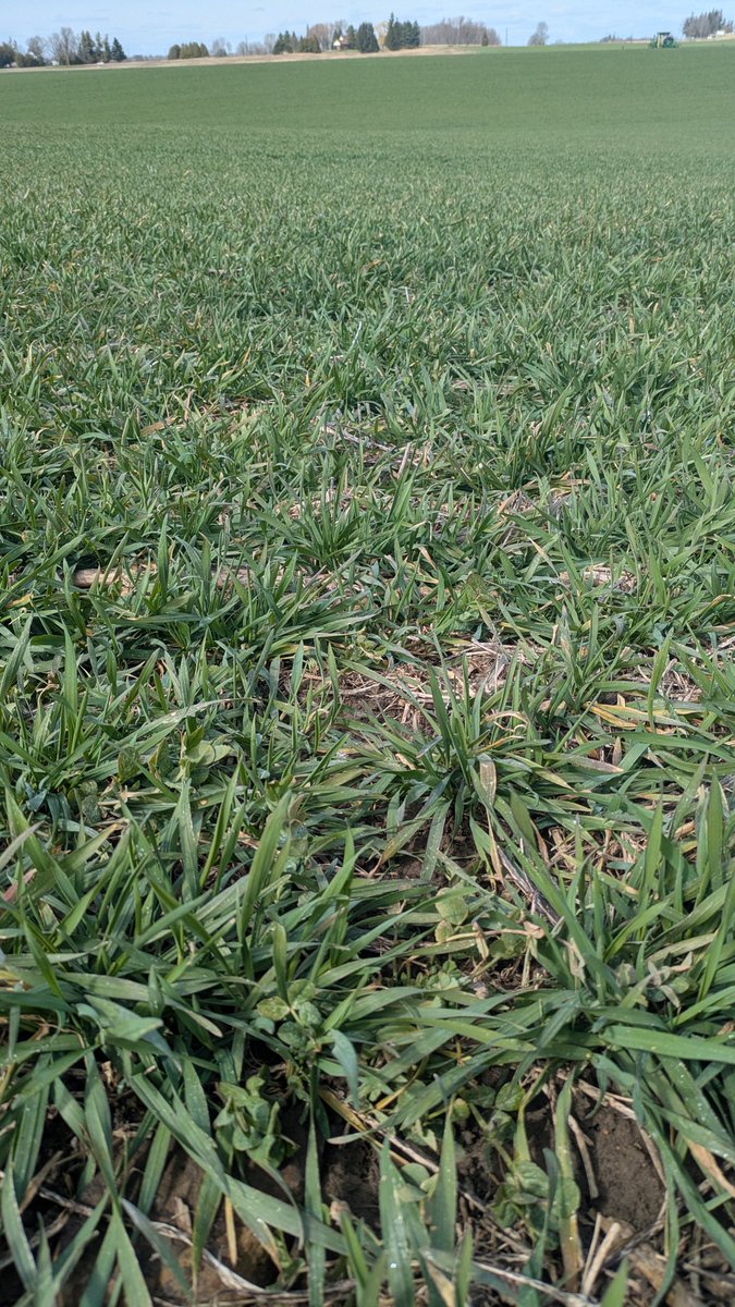 Winter triticale coming along. Should be off to the races soon with a shot of N+S