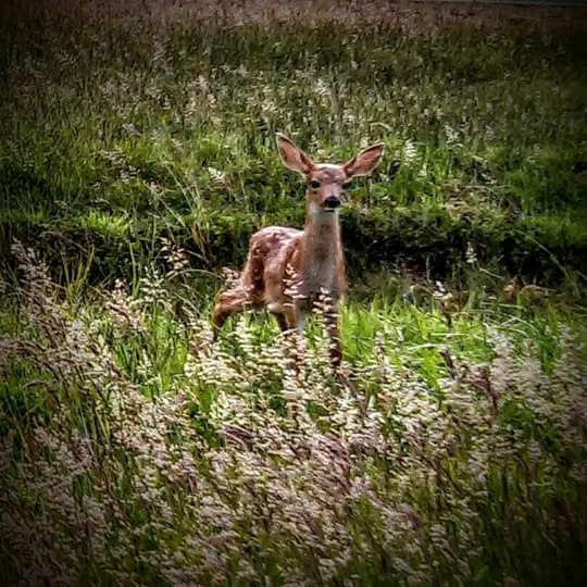 L.j.seeks Bigfoot tweet media