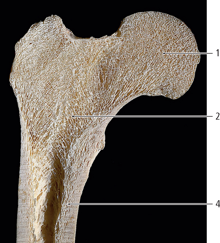PasionAnatomia's tweet photo. Corte frontal a través de la #Epífisisproximal del #fémur del adulto que muestra las características estructurales del #HuesoEsponjoso
📌1: #CabezaDelFémur
📌2: #HuesoEsponjoso
📌4: #HuesoCompacto
📚Fuente: Atlas de anatomía humana. Rohen, Johannes © 2021. https://t.co/NU7h0jjeRx